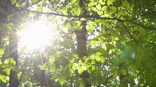 Leafs In The Sun