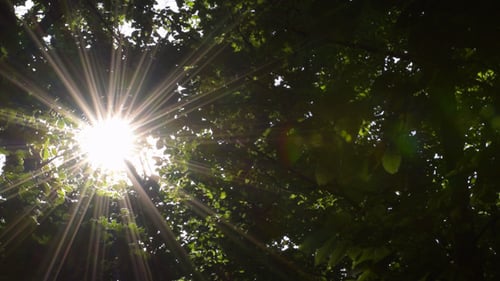 Blätter in der Sonne