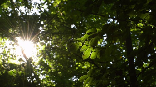 Sunlight Shines Through Lush Green Forest Canopy