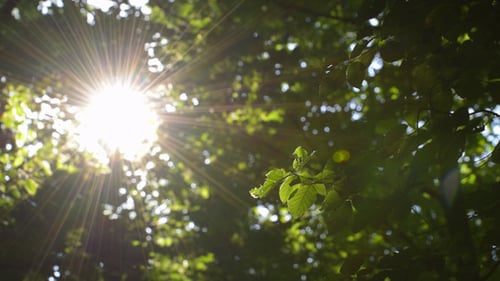 Sunlight Through Green Forest Tree Canopy