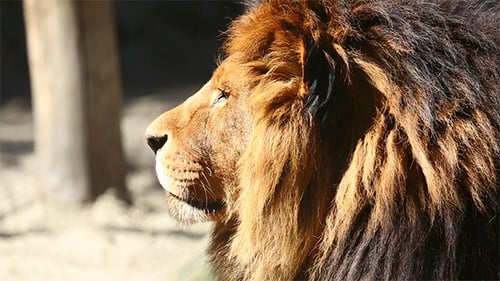 König der Tiere