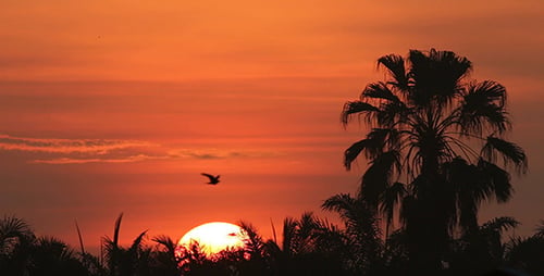 Golden Sunrise Behind Silhouetted Tropical Palm Trees