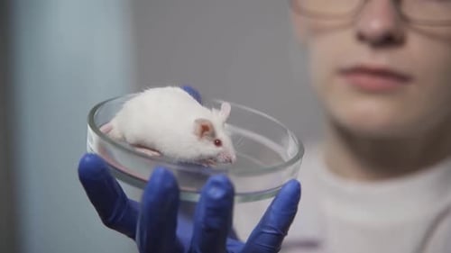 Scientist Holding Lab Mouse in Petri Dish