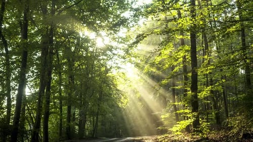 Magical Forest Road 2