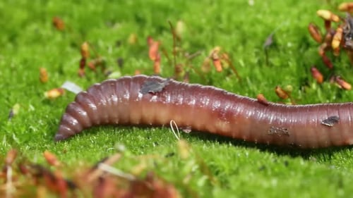 Un ver de terre est un invertébré terrestre qui appartient à la classe Clitellata