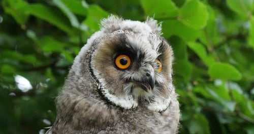 Long Eared Owl, asio otus, Portrait of Adult, Normandy in France, Slow motion 4K