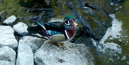 Beautiful Duck in Nature 4