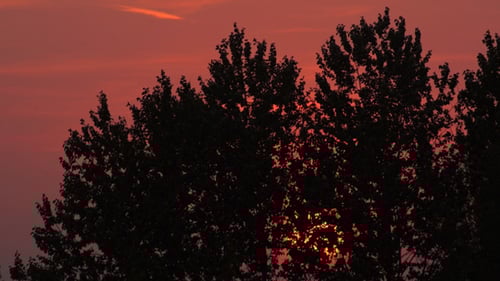 Sunset Through Tree Branches at Golden Hour