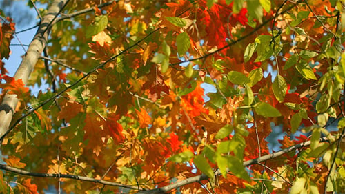 Feuilles d'automne colorées