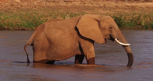 Afrikanischer Elefant, loxodonta africana, Trinkwasser für Erwachsene am Fluss, Samburu Park in Kenia