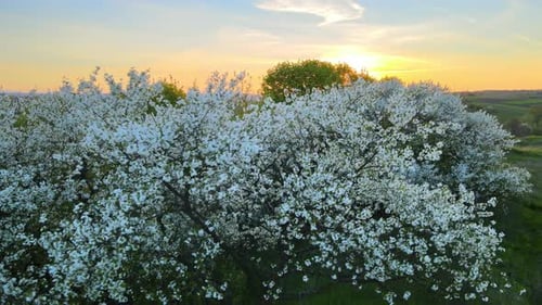 Luftaufnahme des blühenden Gartens mit weiß blühenden Bäumen im frühen Frühling bei Sonnenuntergang