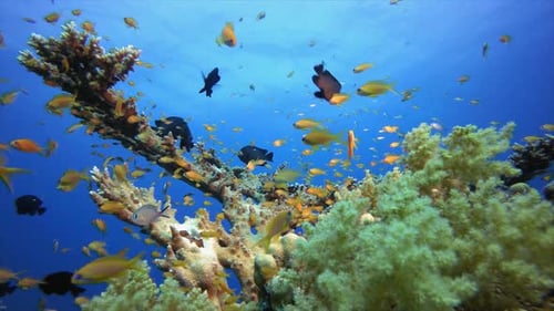 Bunte tropische Unterwasserfische