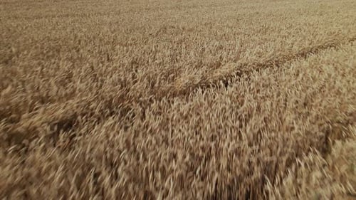 Champ de céréales mûres. La bordure d'un champ avec une prairie verte est visible.