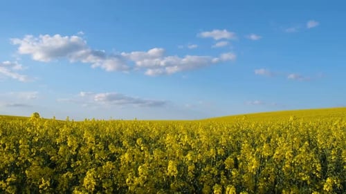Agricultural Landscape