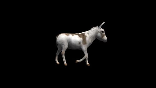 Donkey Walk Alpha-Loop Transparente Animation