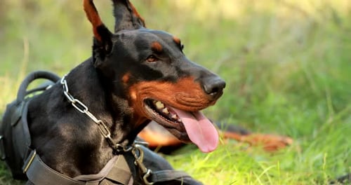 Close Up Young Beautiful Black And Tan Doberman Lying On The Lawn