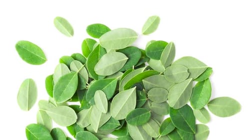 Pile of fresh green Moringa Leaves