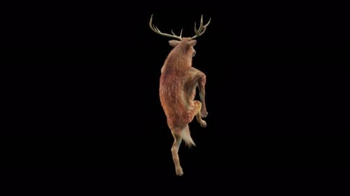3D Animated Deer Character Dancing on Hind Legs
