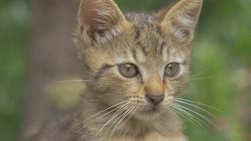 Kitten posing outdoor 4K 2160p UHD footage - Little cat portrait 4K 3840X2160 UHD video