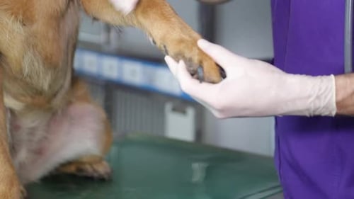 Veterinarian Examines Dog's Paw in Clinic