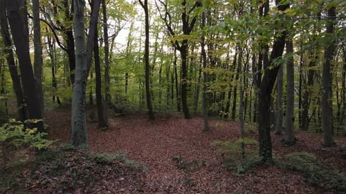 Drone View Through the Forest