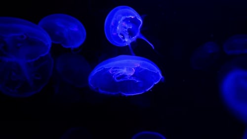 Glowing Jellyfish Floating Gently in Dark Water
