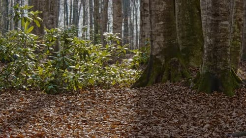 Forest Autumn (4K)