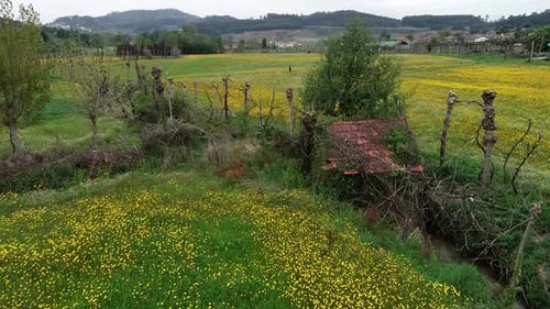 Aerial View of Yellow and Green Farmers Fields in Spring