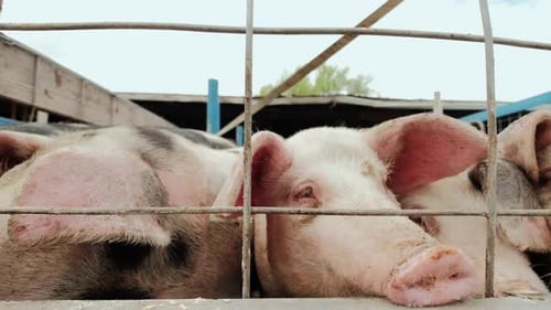 Pig Farm Shot of Many White Pigs Near the Fence