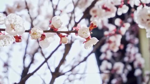 Close up shot of a blooming apricot branch, slow motion