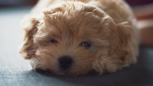 Adorable Puppy Lies Down Indoors for Close-Up