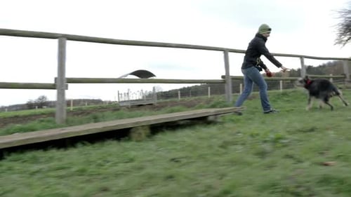 Agilität des Hundes