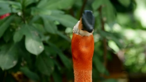 Vögel