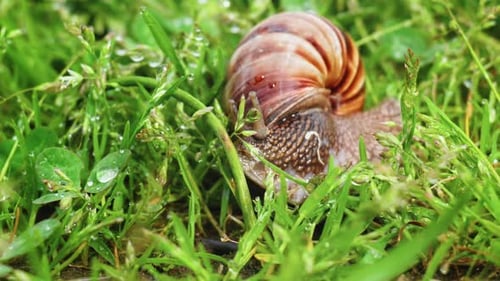 Snail (4K)