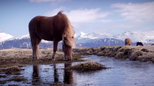 Horse Grazing by Stream with Mountains Background