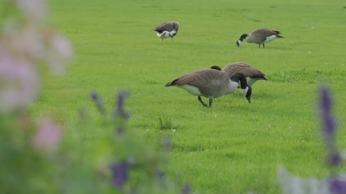 Gray Geese Eat Grass