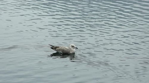 Seagull Resting on Ocean Water