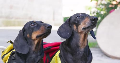 Brightly Dressed Black Dachshunds on Walk in City Park
