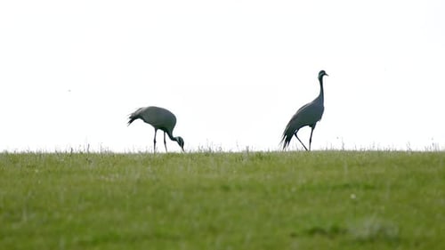 Real Wild Crane Birds Walking in Natural Meadow Habitat
