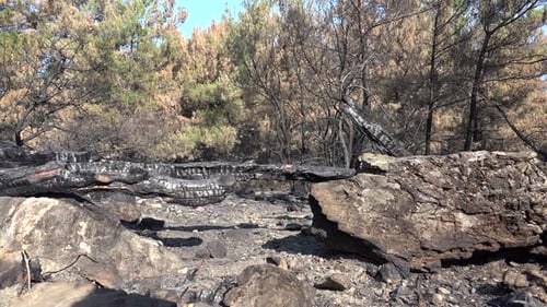 Black Tree Trunk and Branch With Ash After a Forest Fire
