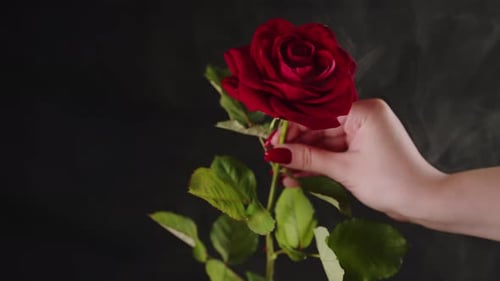 Woman's Hand Holding a Red Rose