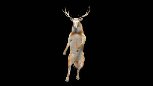 Funny Dancing Deer 3D Animation