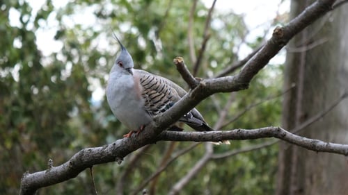 Crested Pigeon Perched on a Branch in Nature