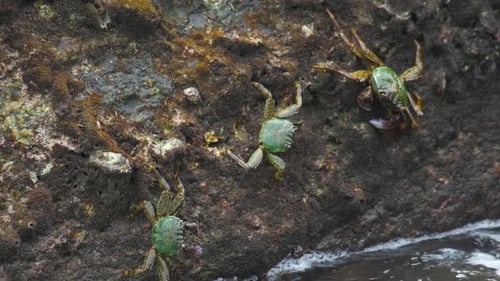 Crabs on the Rock at the Beach