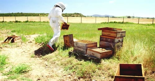 Apicultor trabajando en un apiario
