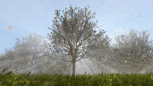 Flowering Orchard In Spring Time