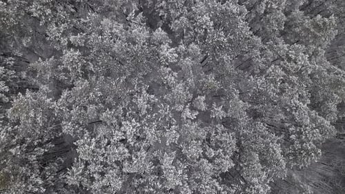 Aerial Drone View Above Mountain Winter Forest