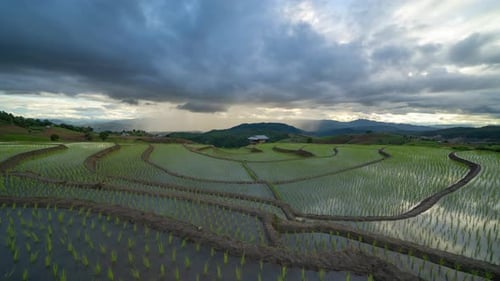 Time lapse of paddy rice terraces with water reflection, green agricultural fields in countryside