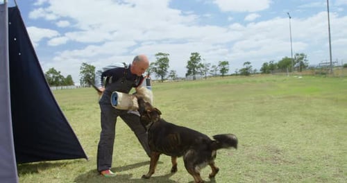 Trainer training a shepherd dog in the field 4k