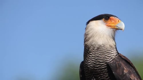 750072 Caracara mit Haube, Polyborus plancus, Porträt eines Erwachsenen, der sich umschaut, Echtzeit